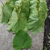 新鲜桐子叶，基地直供年出售40吨
