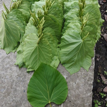 新鲜桐子叶，基地直供年出售40吨