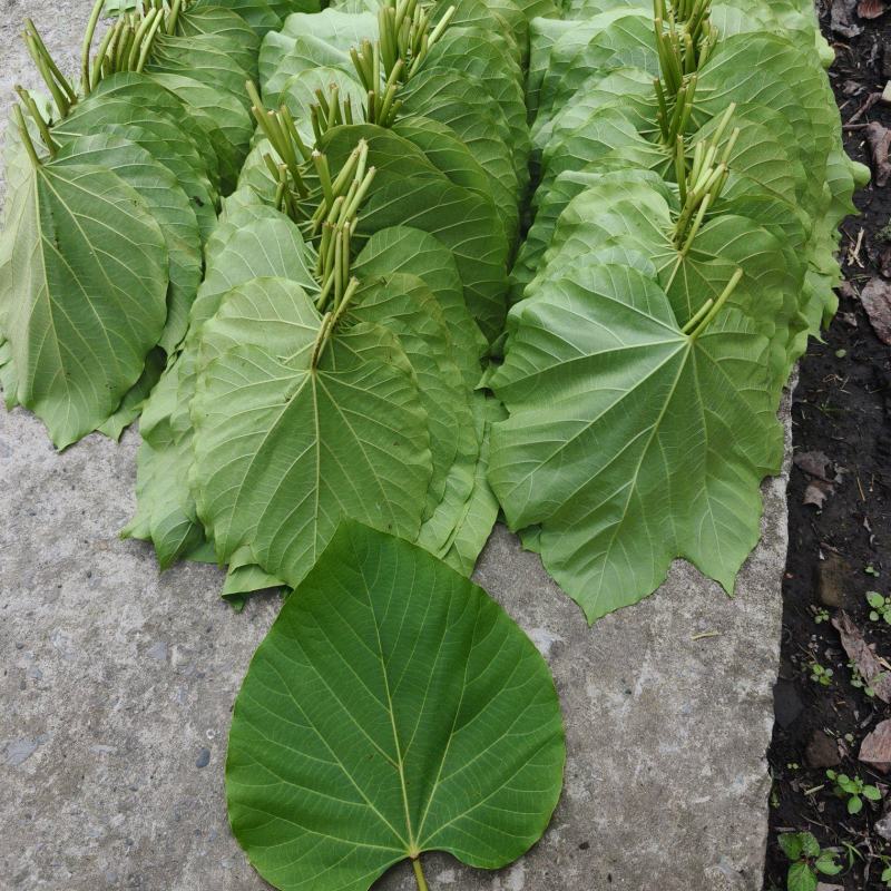 新鲜桐子叶，基地直供年出售40吨