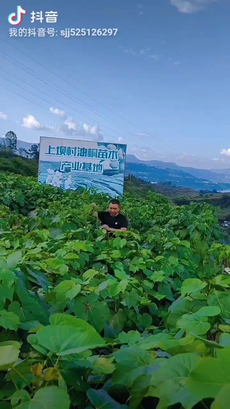 新鲜桐子叶，基地直供年出售40吨