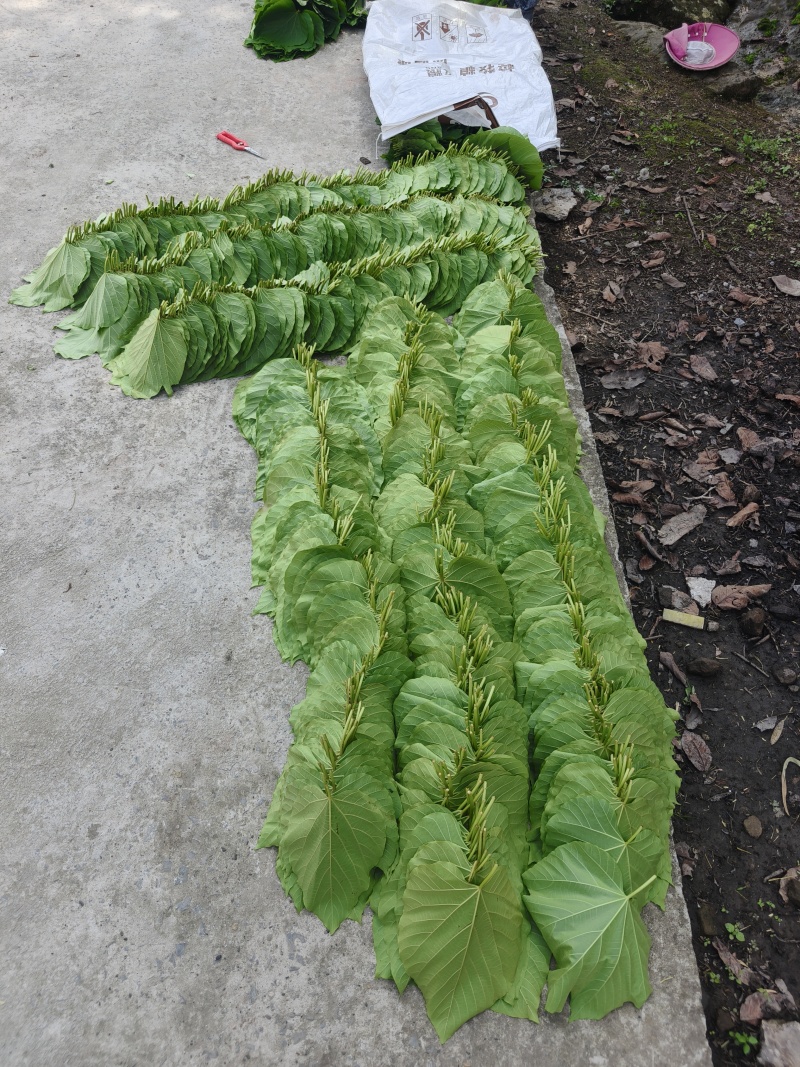 新鲜桐子叶，基地直供年出售40吨