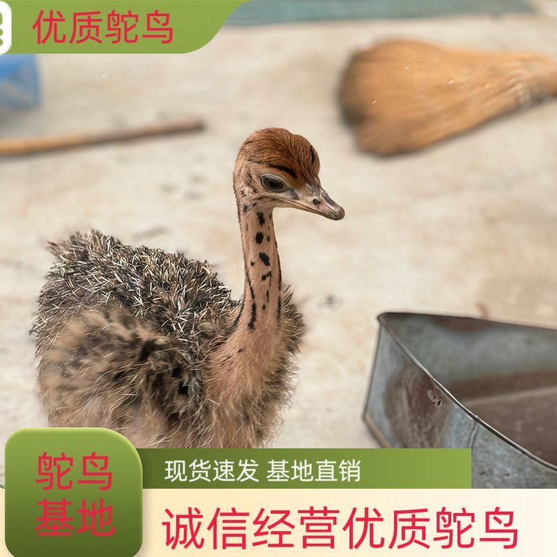 纯种非洲鸵鸟苗鸵鸟养殖
