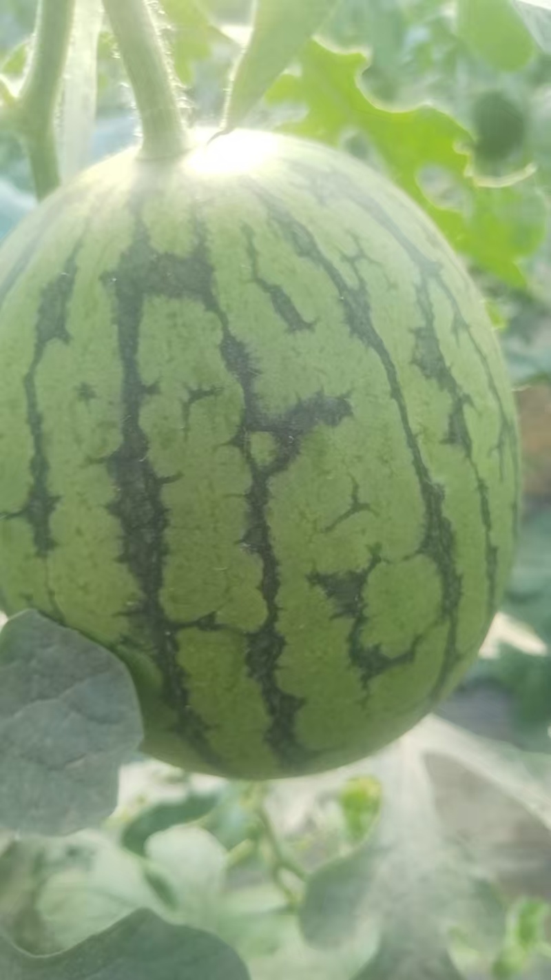 河北清苑西瓜大量上市2k小糖丸L600美都麒麟甜王