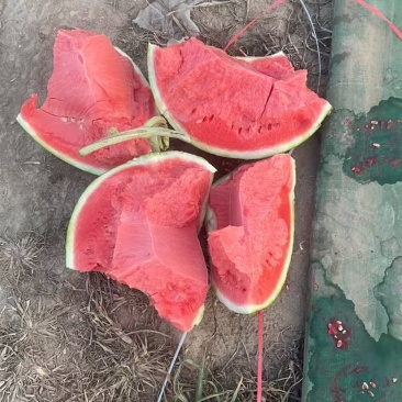 夏邑西瓜