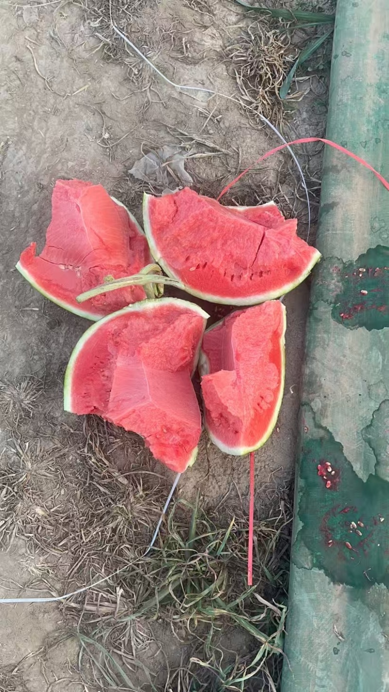 夏邑西瓜