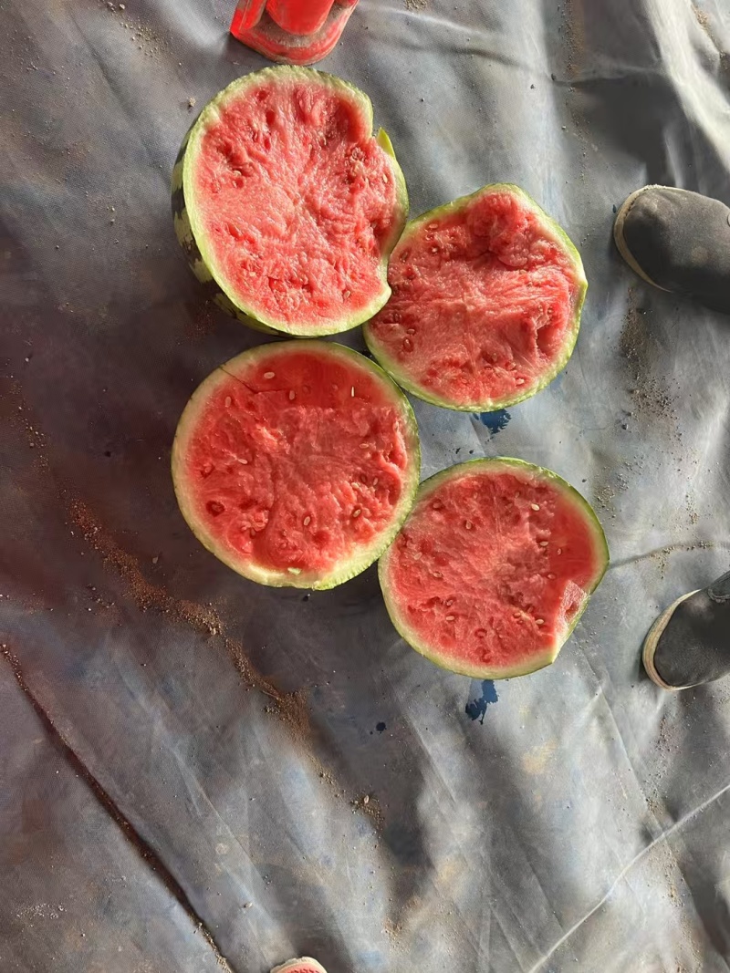 夏邑西瓜