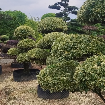 金边黄杨桩景