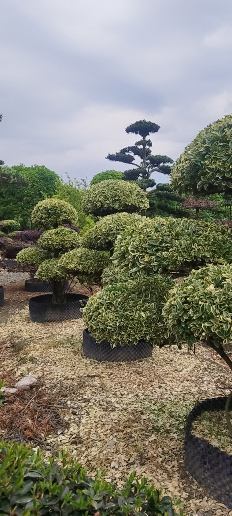 金边黄杨桩景