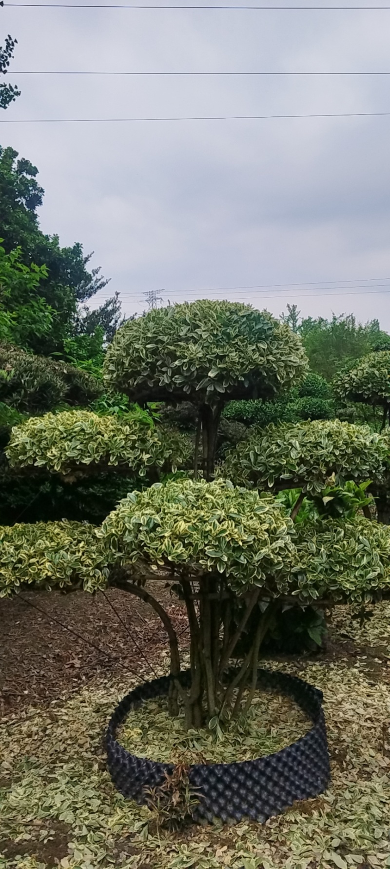 金边黄杨桩景