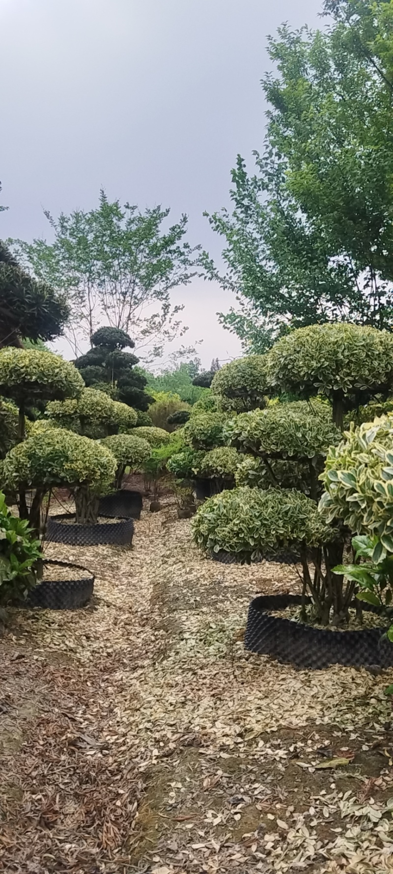 金边黄杨桩景