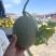 晓蜜25哈密瓜🍈大量现货需要的联系