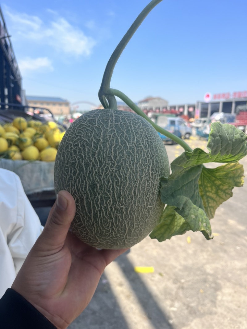 晓蜜25哈密瓜🍈大量现货需要的联系
