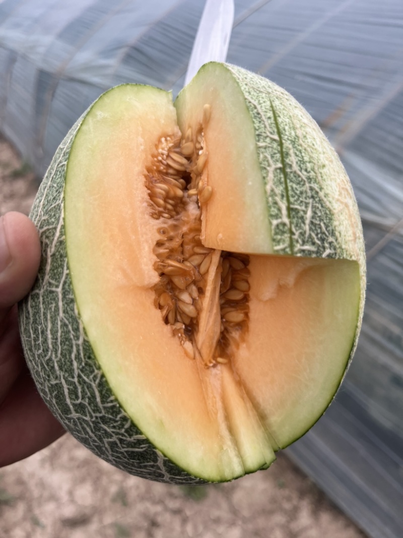 晓蜜25哈密瓜🍈大量现货需要的联系