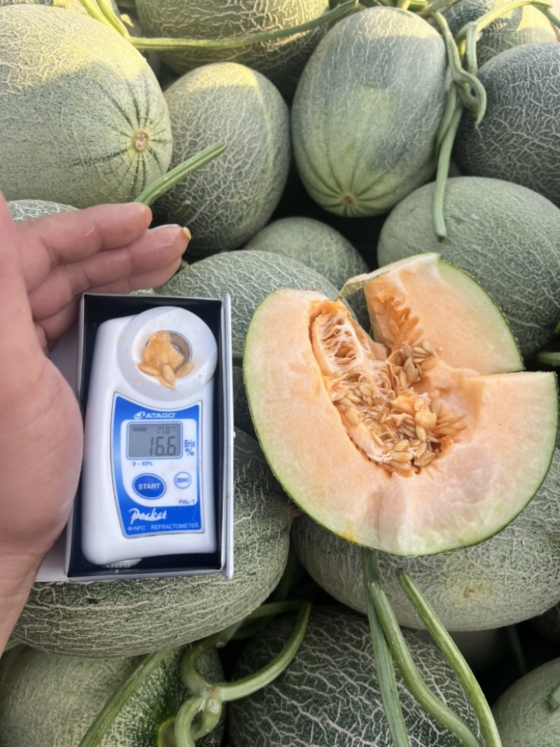 晓蜜25哈密瓜🍈大量现货需要的联系