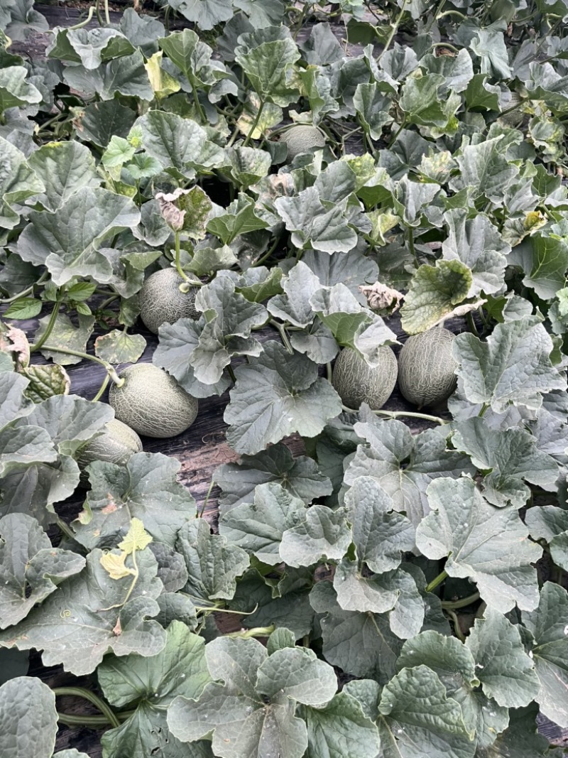 晓蜜25哈密瓜🍈大量现货需要的联系
