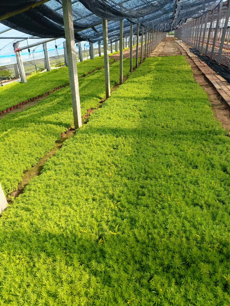 金叶佛甲草苗基地直发大量供应欢迎选购支持视频看货