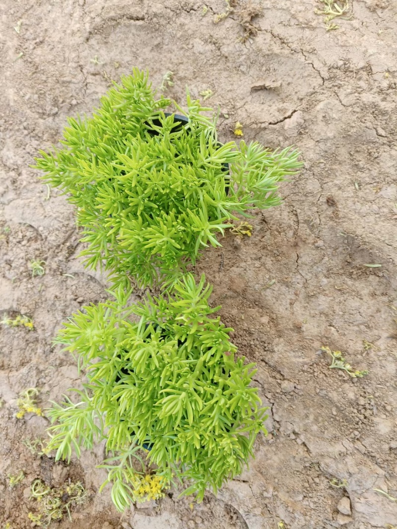 金叶佛甲草苗基地直发大量供应欢迎选购支持视频看货