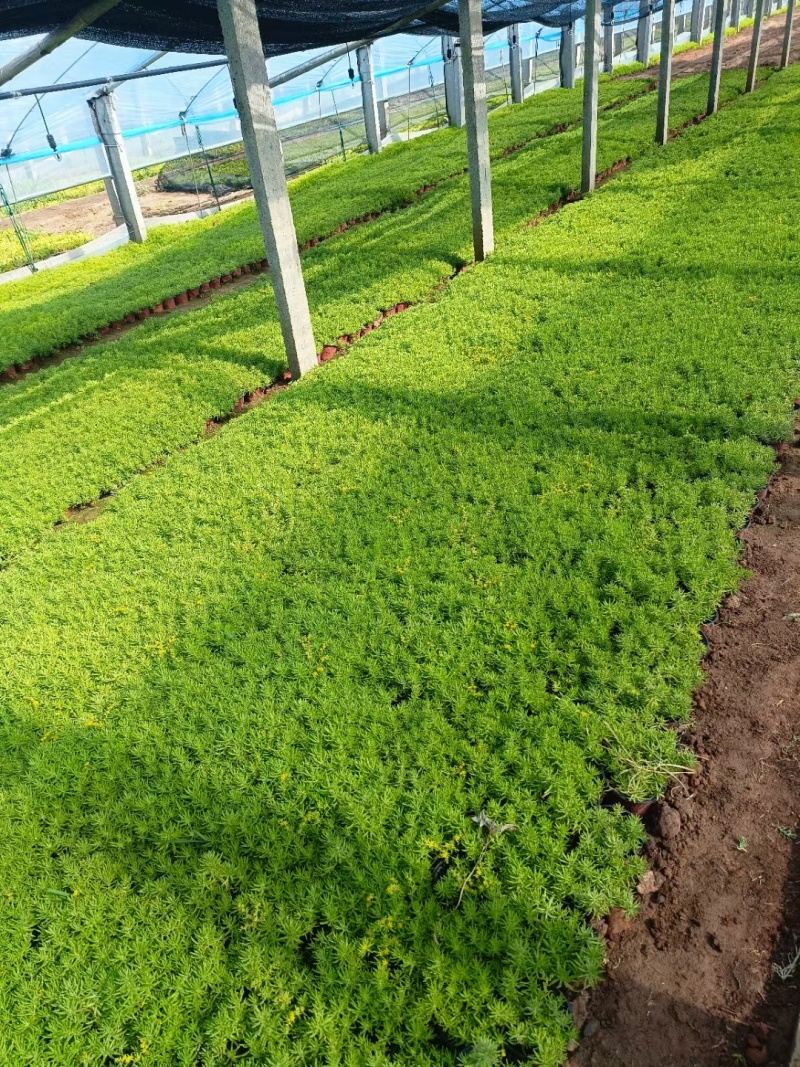 金叶佛甲草苗基地直发大量供应欢迎选购支持视频看货