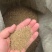 【猫爪草种】大量供应猫爪草种子保质保量可代存储