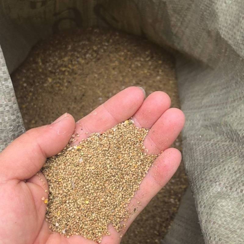 【猫爪草种】大量供应猫爪草种子保质保量可代存储
