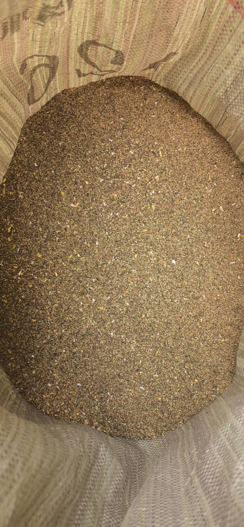 【猫爪草种】大量供应猫爪草种子保质保量可代存储