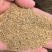 【猫爪草种】大量供应猫爪草种子保质保量可代存储