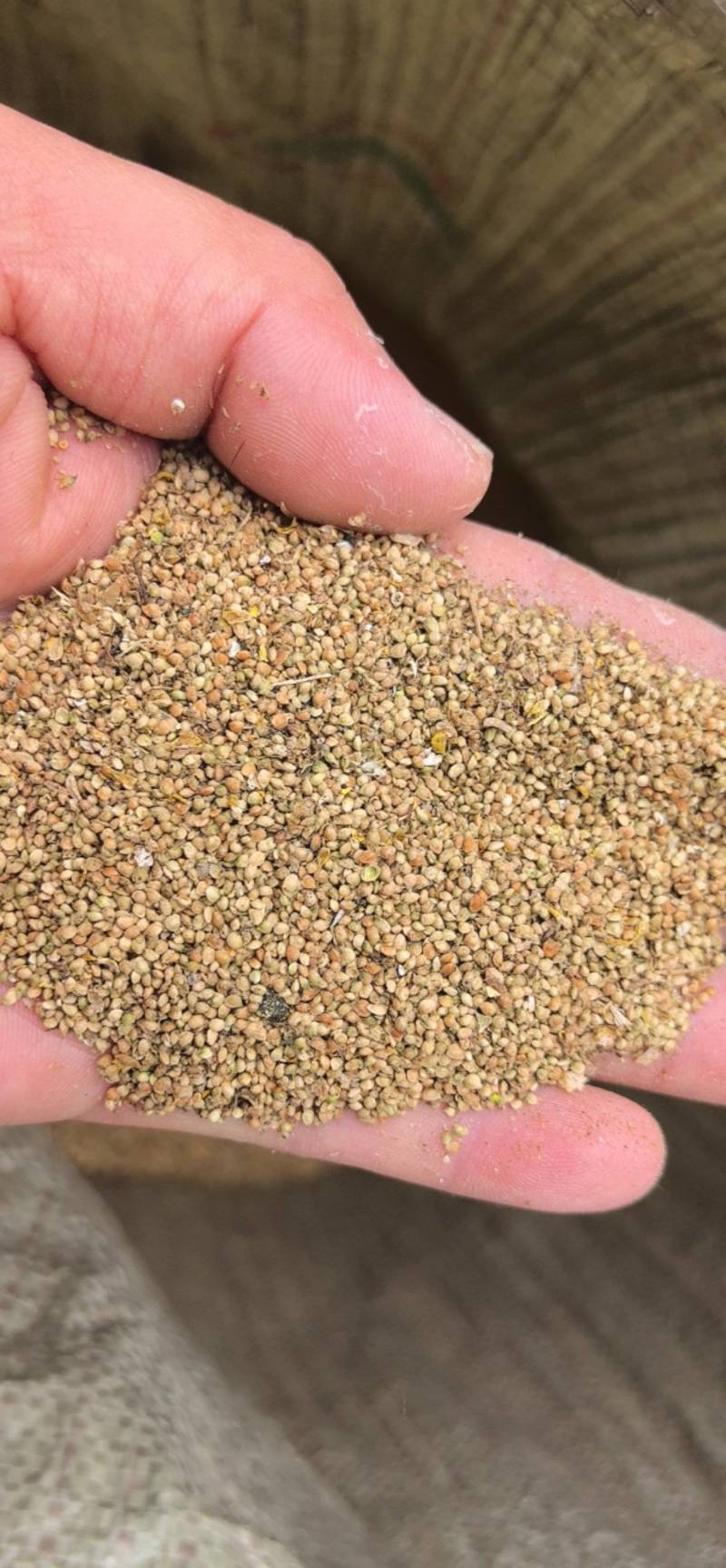 【猫爪草种】大量供应猫爪草种子保质保量可代存储