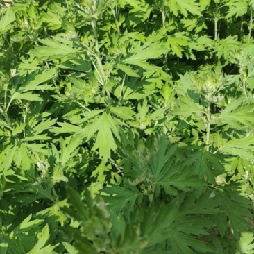 大别山野生艾草。野生艾草自生自长，不施化肥，不沾农药。