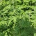 大别山野生艾草。野生艾草自生自长，不施化肥，不沾农药。