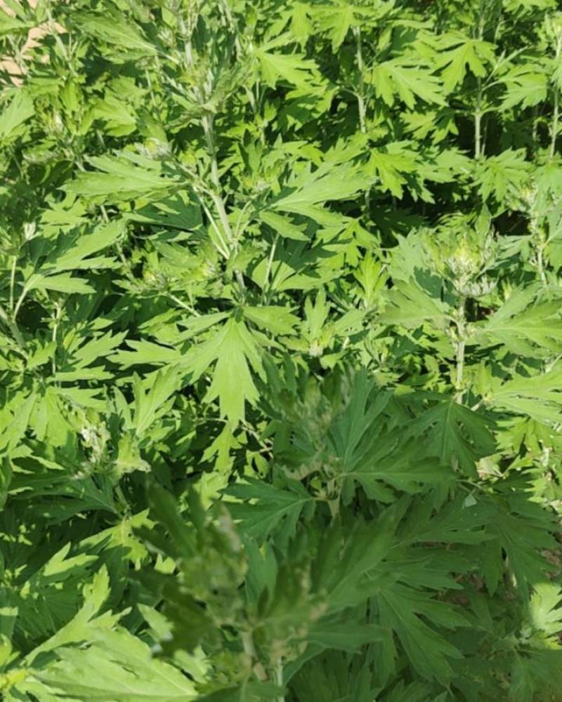 大别山野生艾草。野生艾草自生自长，不施化肥，不沾农药。