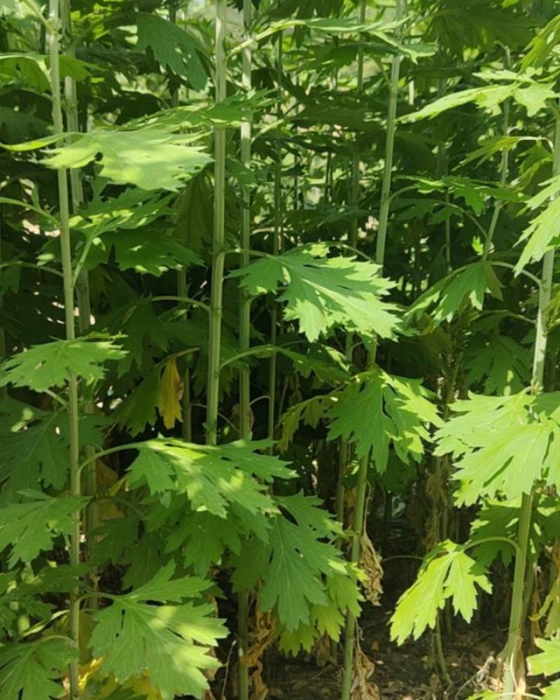 大别山野生艾草。野生艾草自生自长，不施化肥，不沾农药。