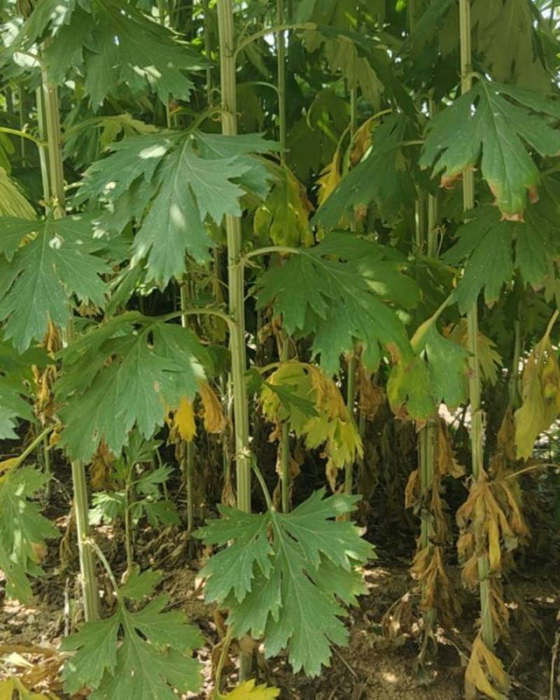 大别山野生艾草。野生艾草自生自长，不施化肥，不沾农药。