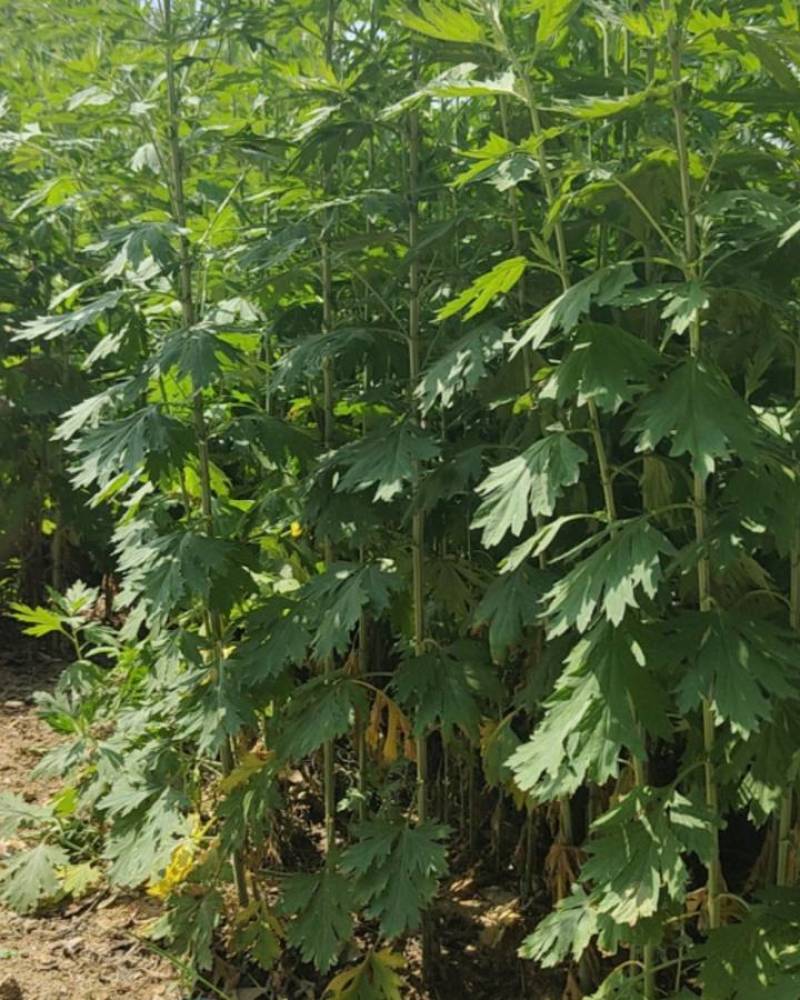 大别山野生艾草。野生艾草自生自长，不施化肥，不沾农药。