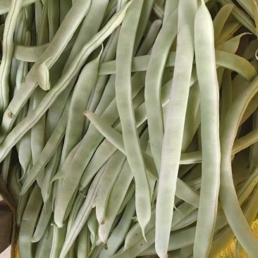 白豆油豆大量上市价格便宜