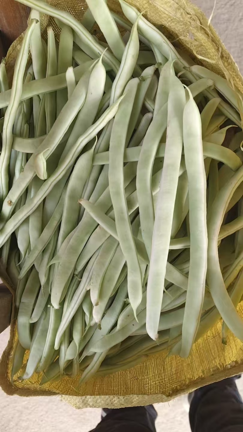 白豆油豆大量上市价格便宜