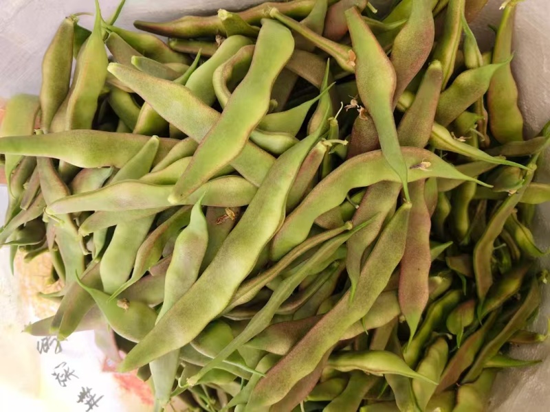 白豆油豆大量上市价格便宜