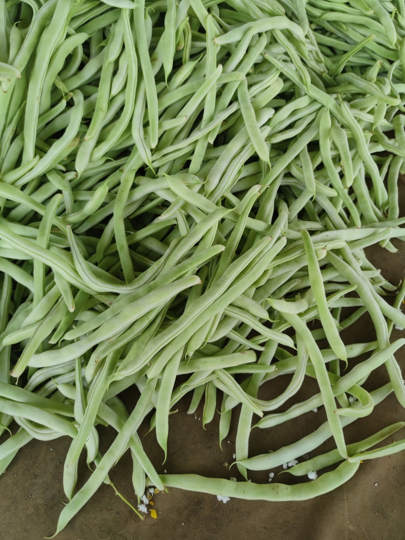 白豆油豆大量上市价格便宜