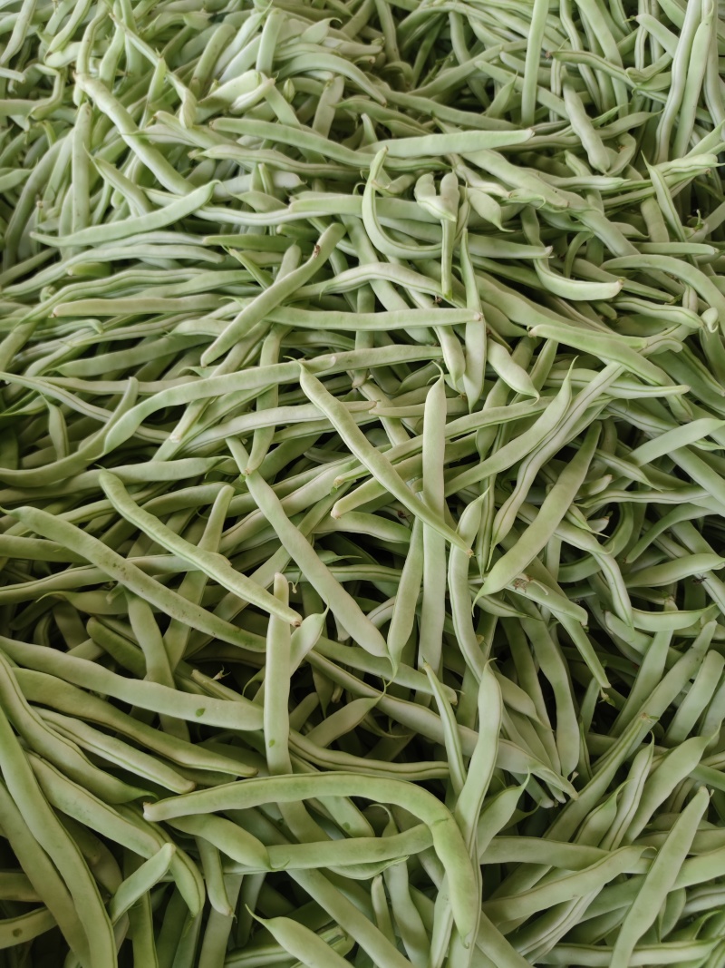 白豆油豆大量上市价格便宜
