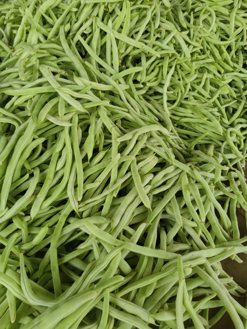 白豆油豆大量上市价格便宜