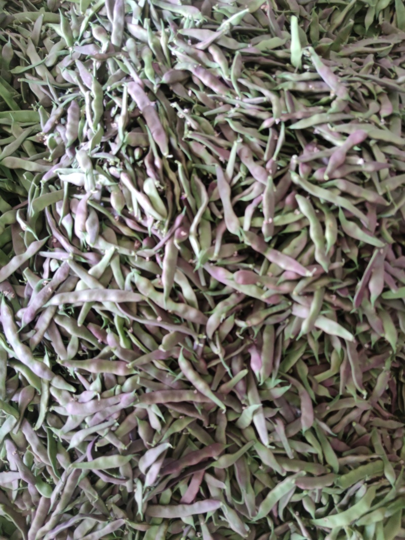 白豆油豆大量上市价格便宜