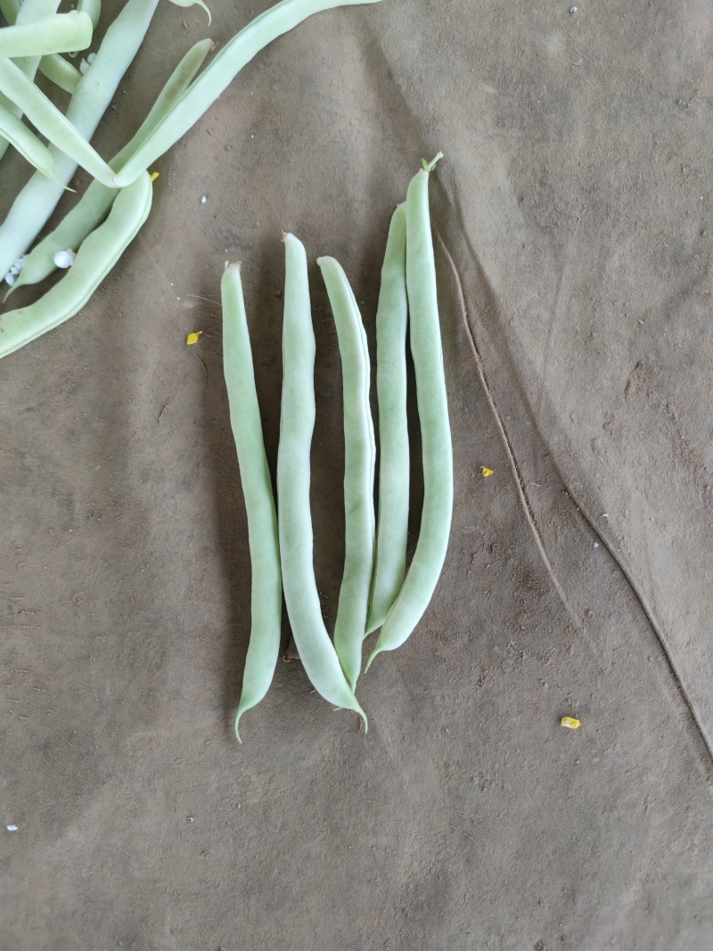 白豆油豆大量上市价格便宜