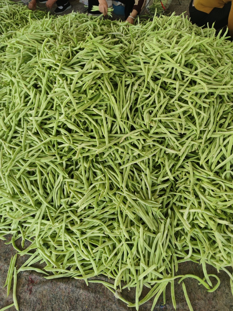 白豆油豆大量上市价格便宜