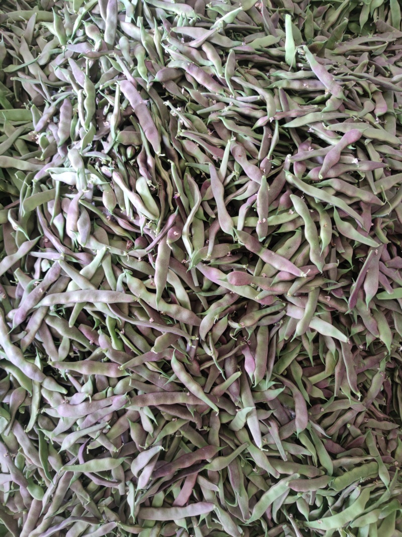 白豆油豆大量上市价格便宜