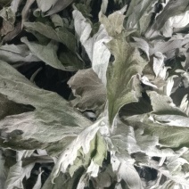 端午节野生艾叶人工采摘人工捡阴干