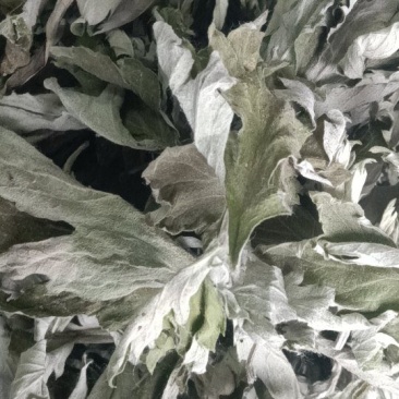 端午节野生艾叶人工采摘人工捡阴干