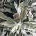 端午节野生艾叶人工采摘人工捡阴干