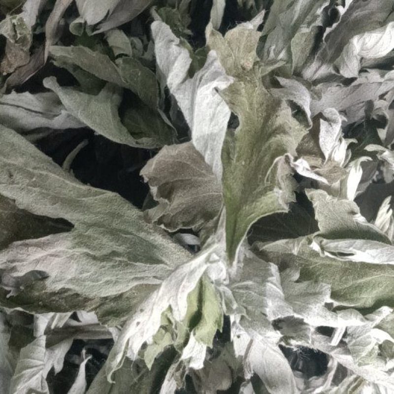 端午节野生艾叶人工采摘人工捡阴干