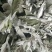 端午节野生艾叶人工采摘人工捡阴干