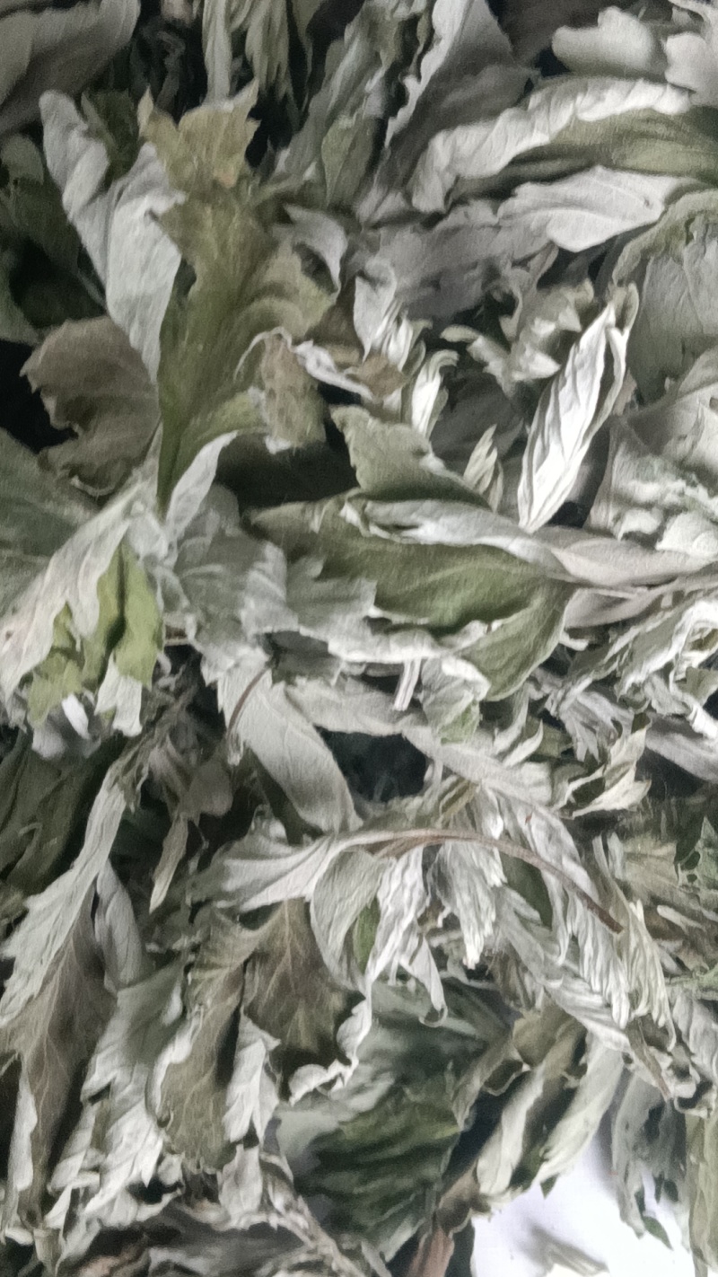 端午节野生艾叶人工采摘人工捡阴干