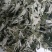 端午节野生艾叶人工采摘人工捡阴干